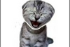 Flash Game: Laughing Cat